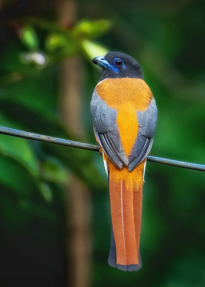 Photograph by SOORAJ NALLOORE