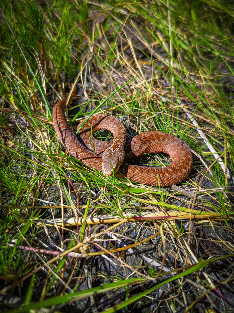 Фотография автора Александр Хухлов