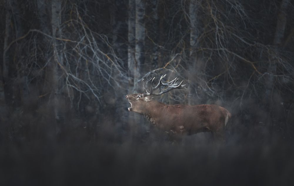 Фотография автора Рудченко Ольга