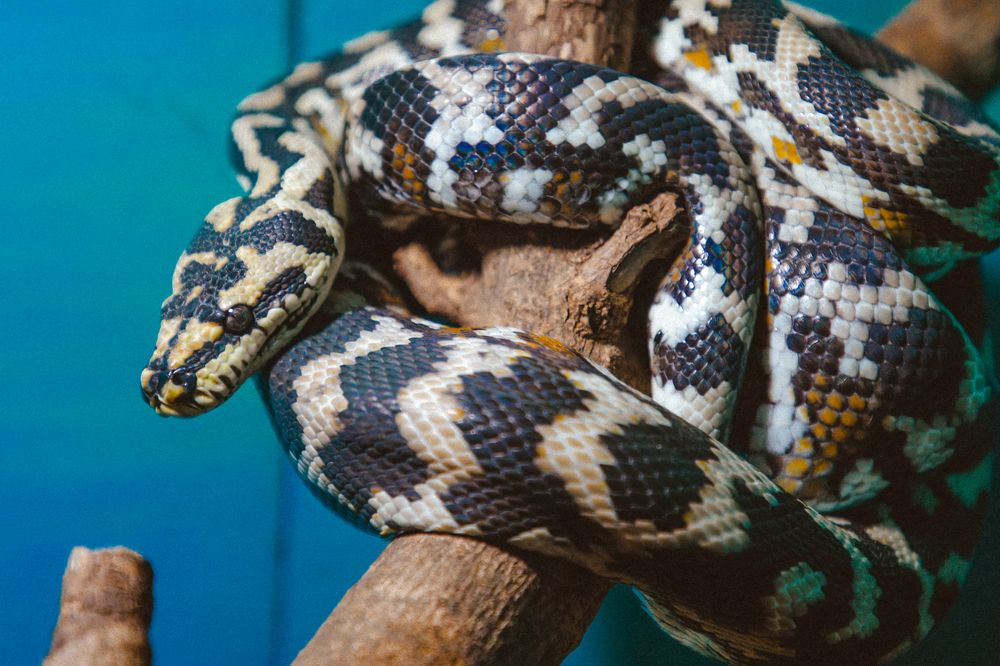 Фотография автора Ruslan Badykov