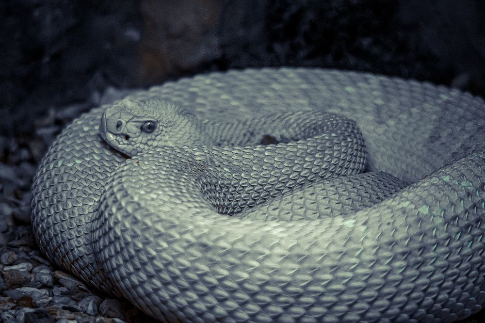 Фотография автора Ruslan Badykov