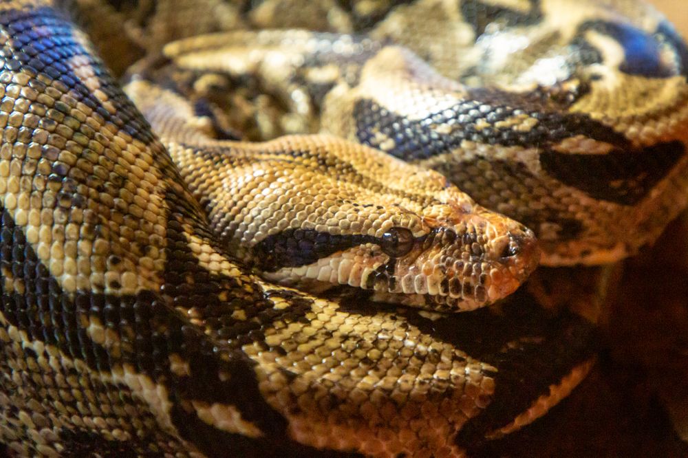 Фотография автора Ruslan Badykov