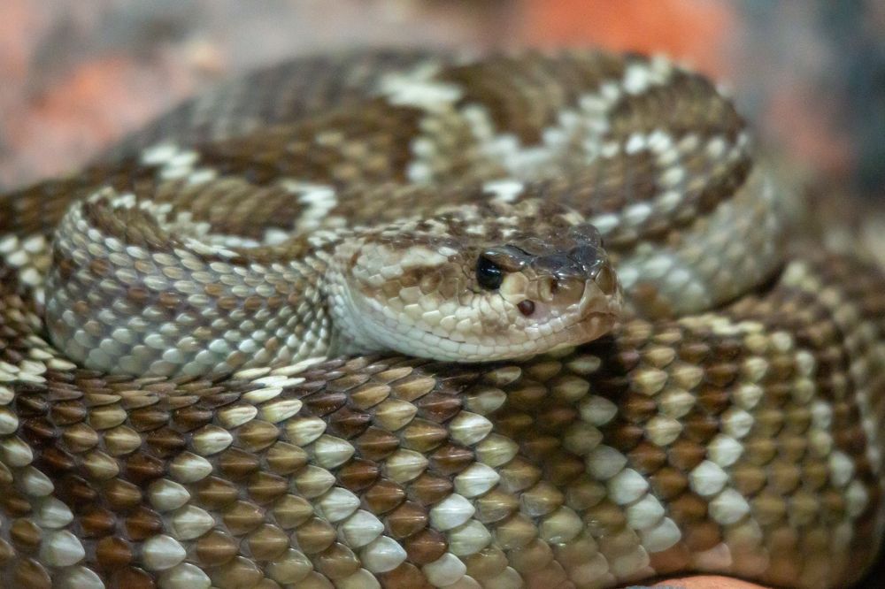 Фотография автора Ruslan Badykov