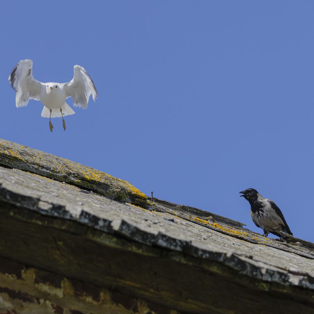 Photograph by Александр Селезнев