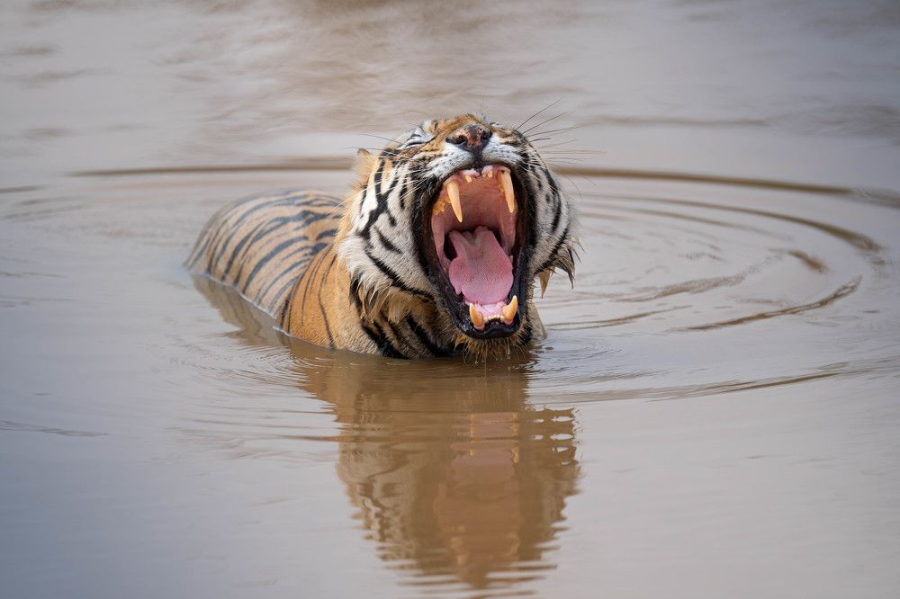 Фотография автора Michelle McConville