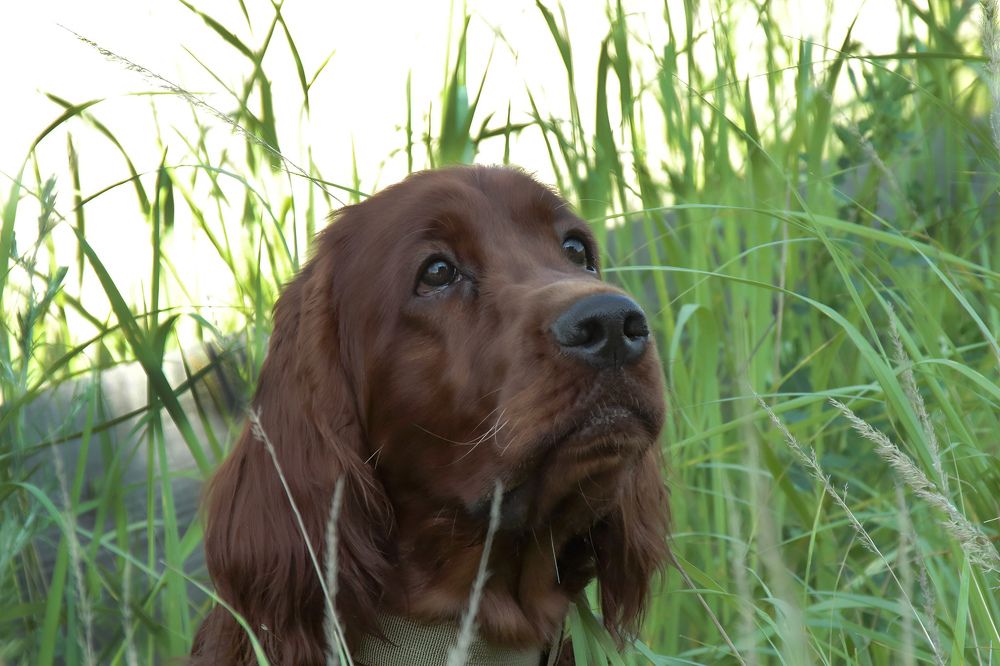 Photograph by Ирина Шибитова