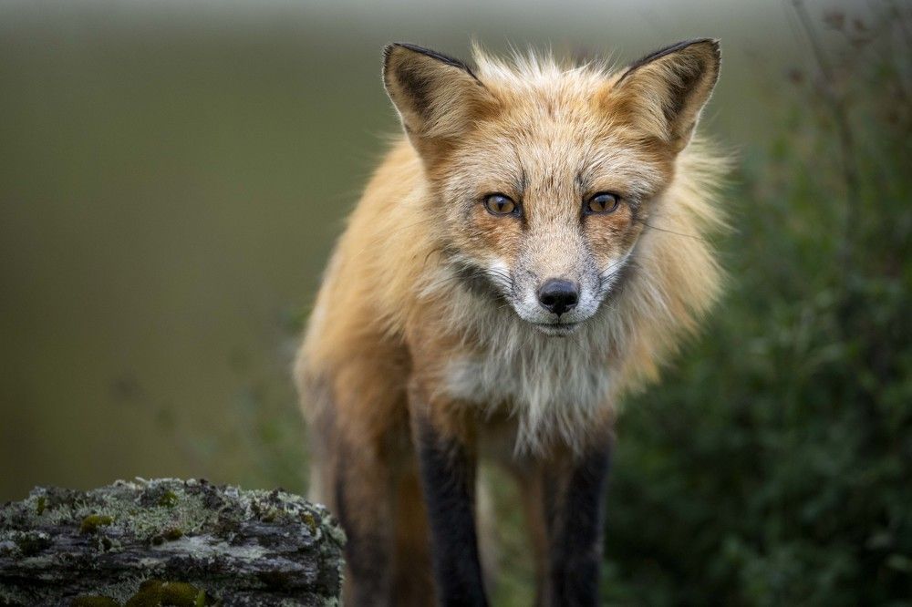 Фотография автора Michelle McConville