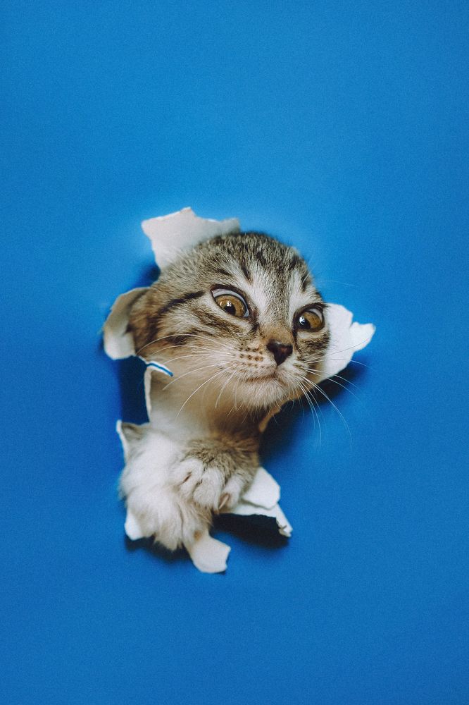 Фотография автора Екатерина Киреева