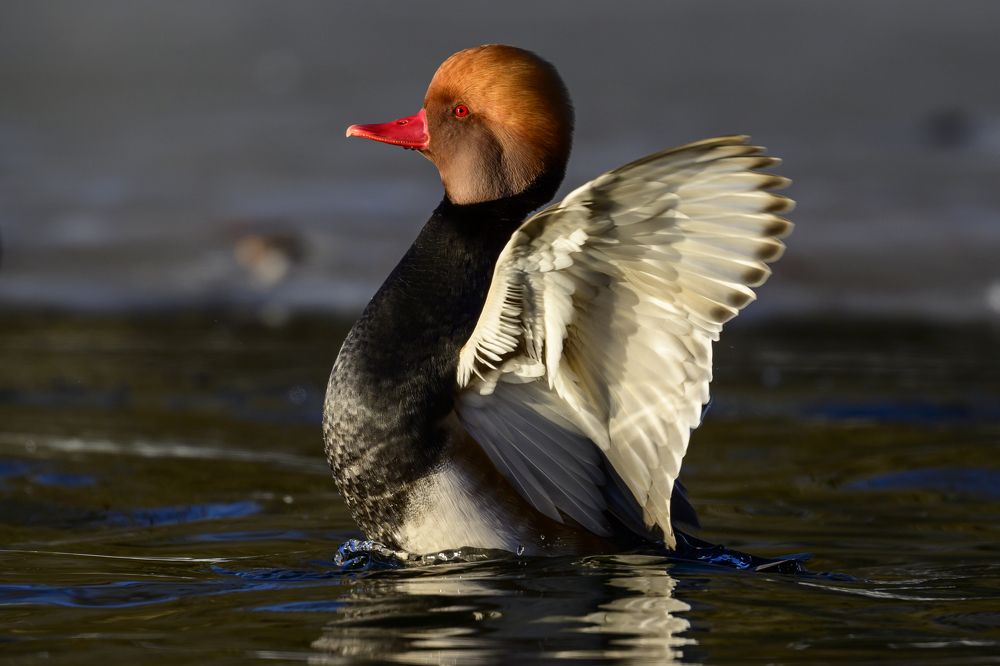 Photograph by Пупонин Сергей