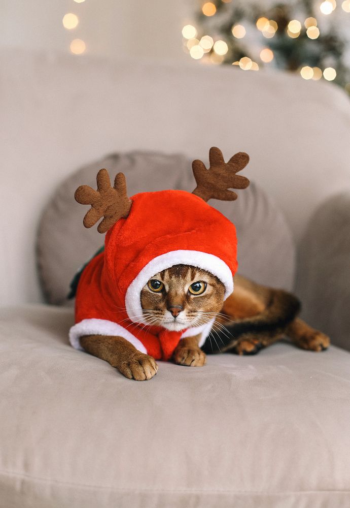 Фотография автора Наталия Евграфова