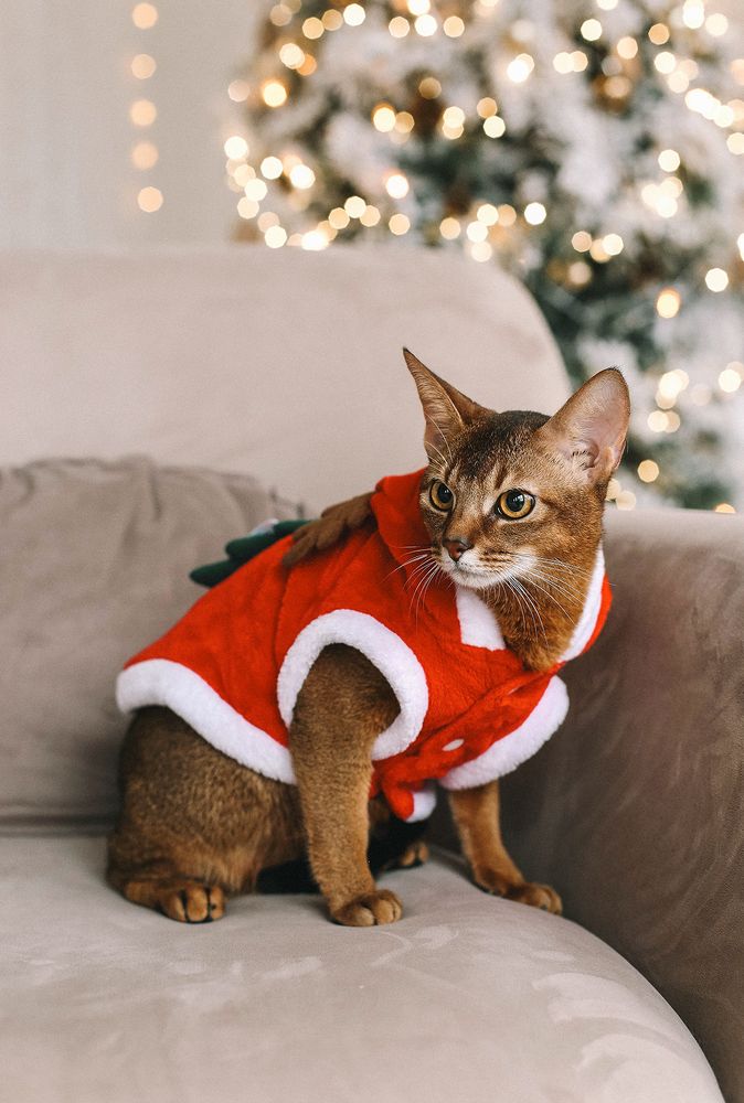 Фотография автора Наталия Евграфова