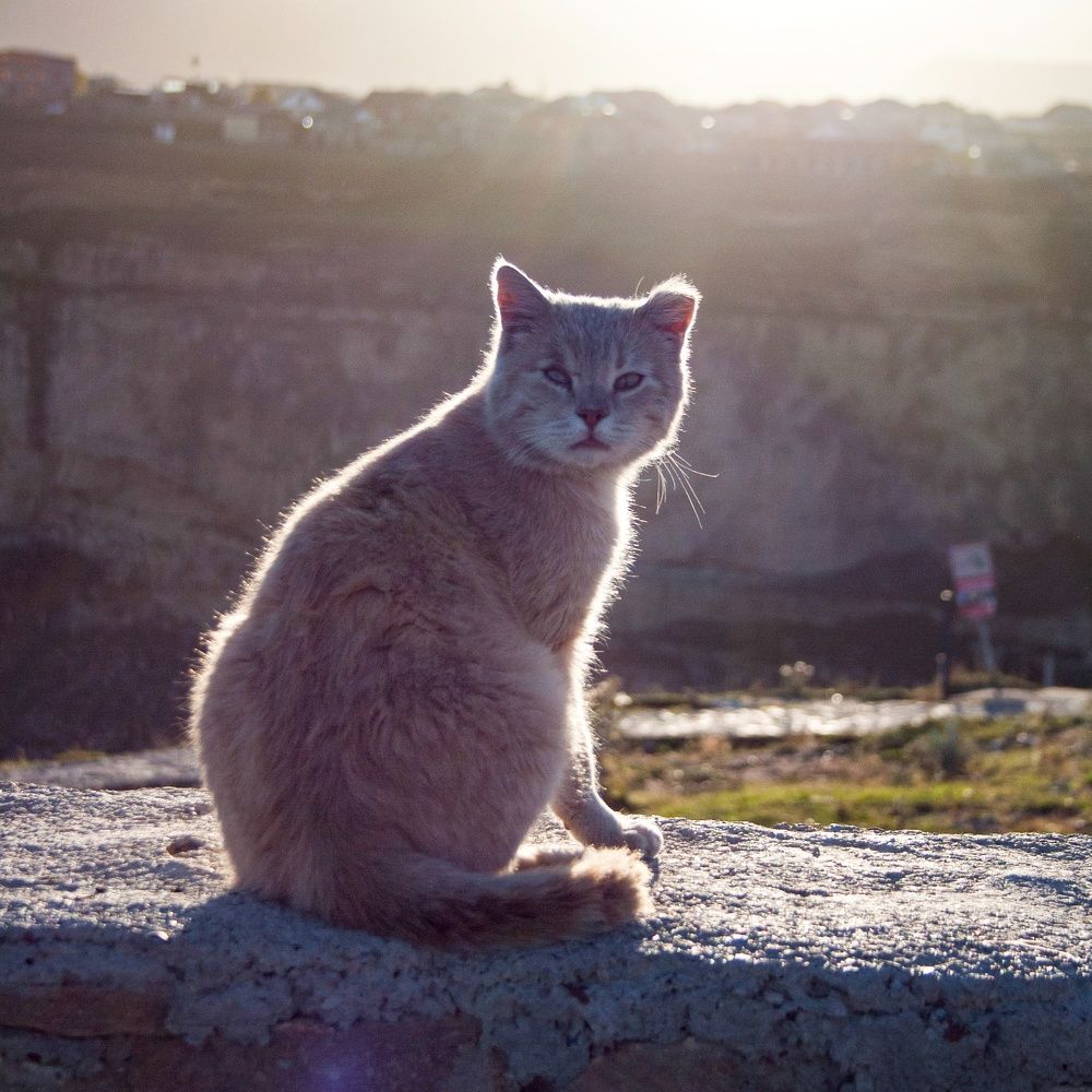 Photograph by Юлия Алексейчикова
