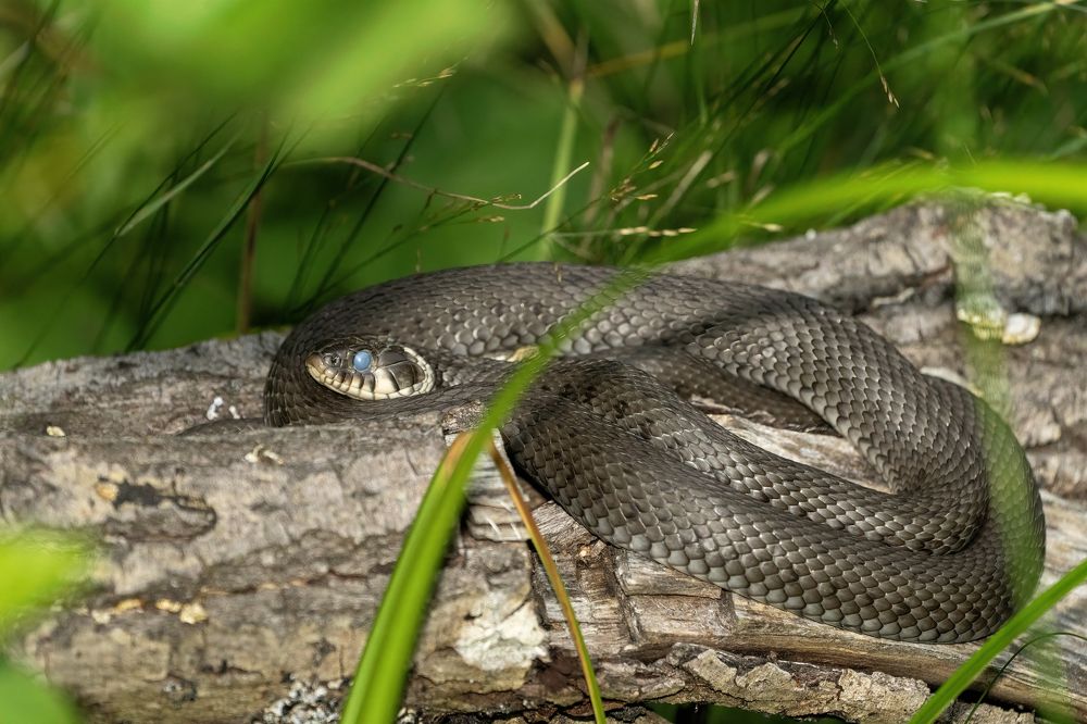 Фотография автора Ruslan Badykov