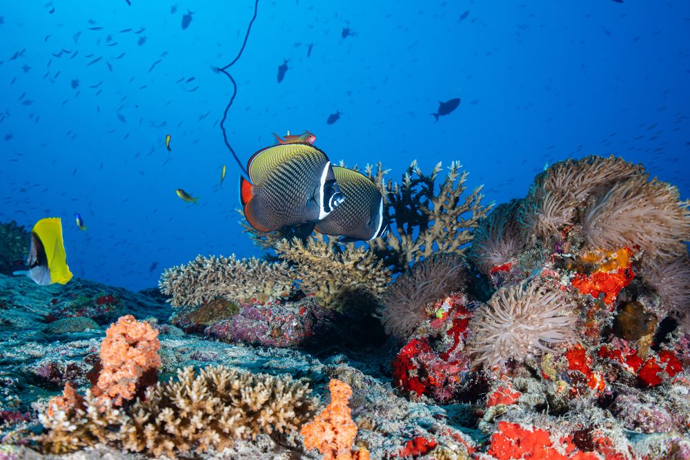 Photograph by gabriel vieira costa