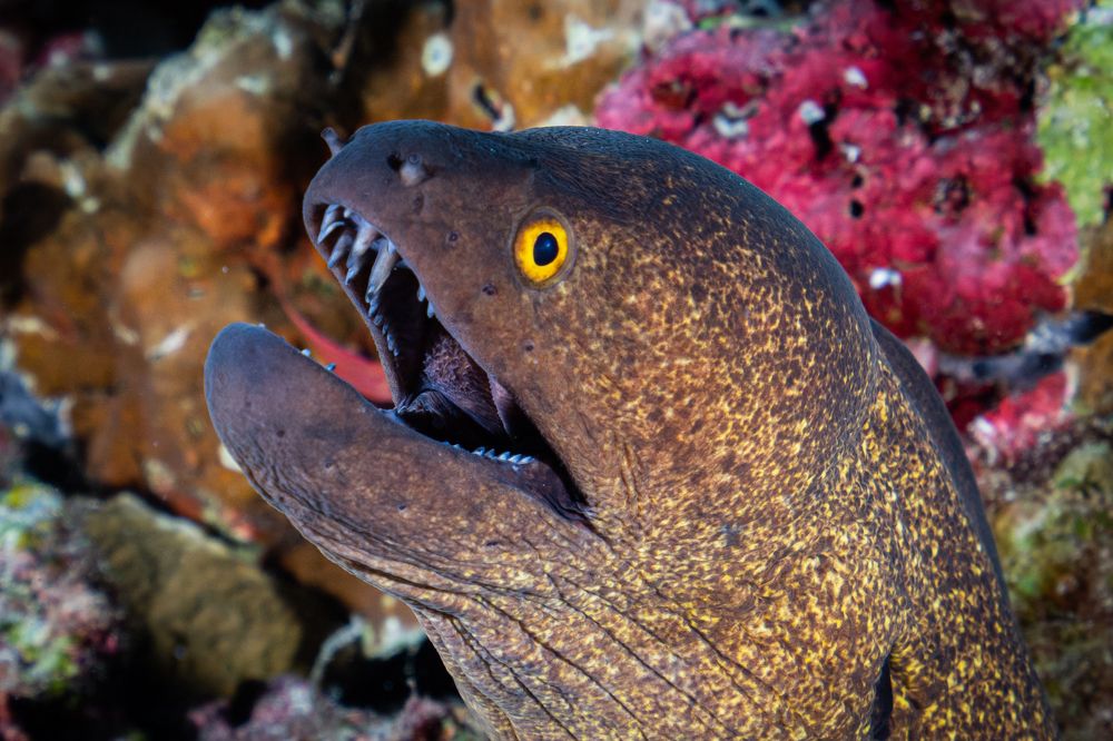 Photograph by gabriel vieira costa