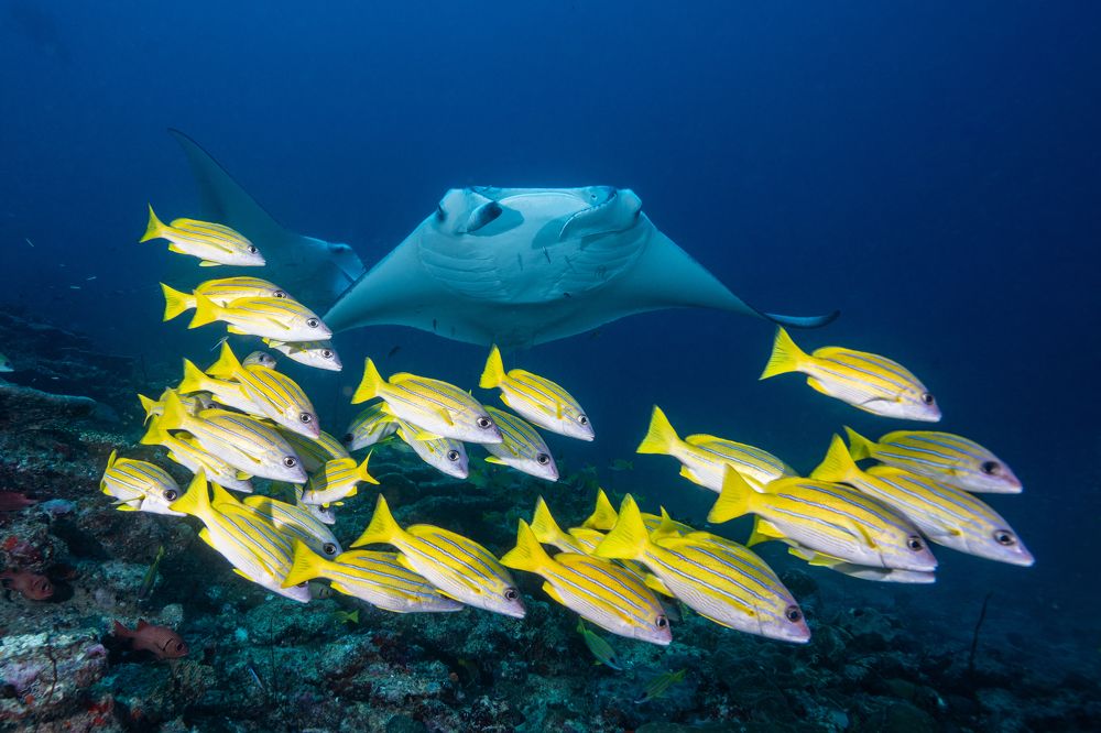 Photograph by gabriel vieira costa