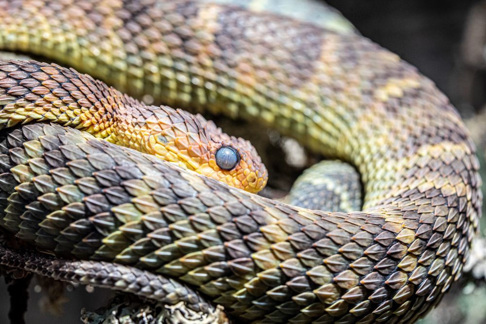 Фотография автора Julia A Caesar