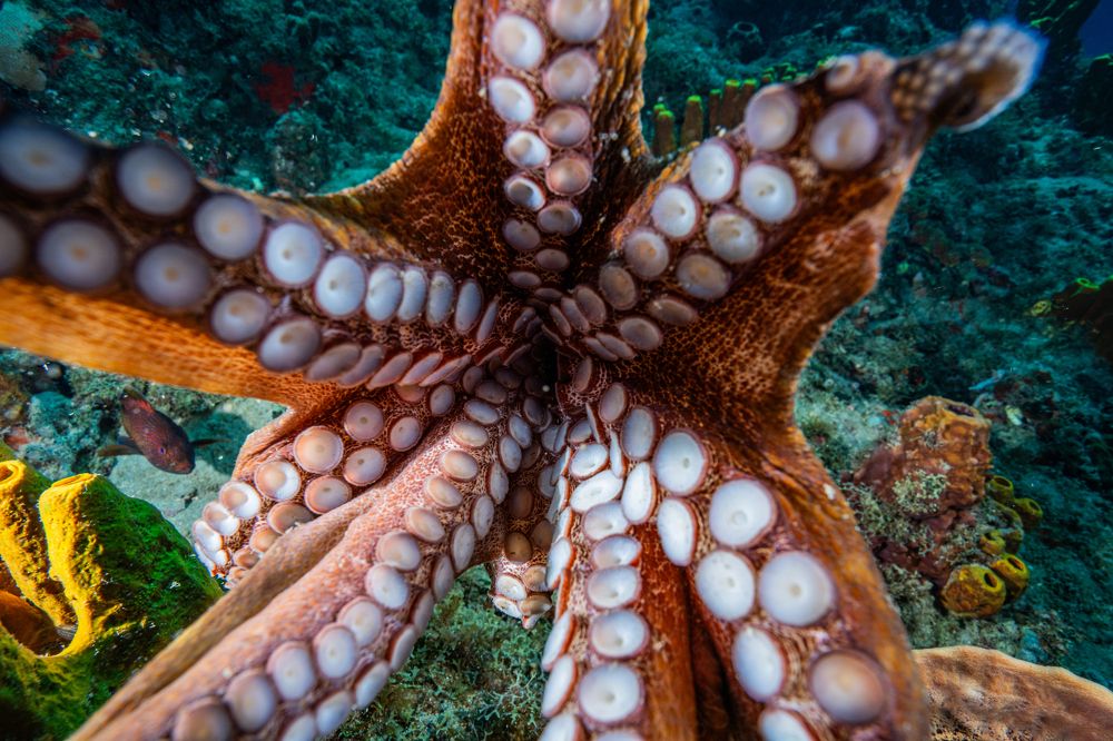 Photograph by gabriel vieira costa