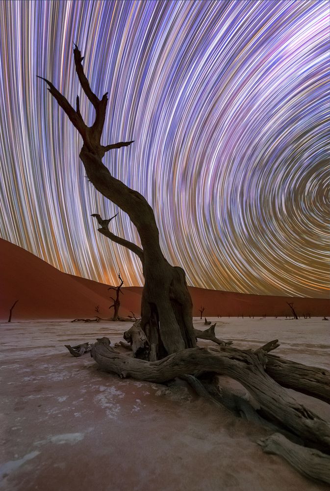 Star Trails over the Trees of Deadvlei