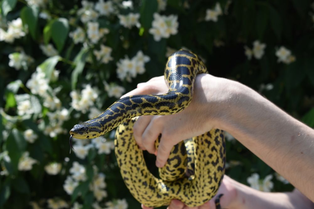 Фотография автора АНАСТАСИЯ ЛЕВИНА