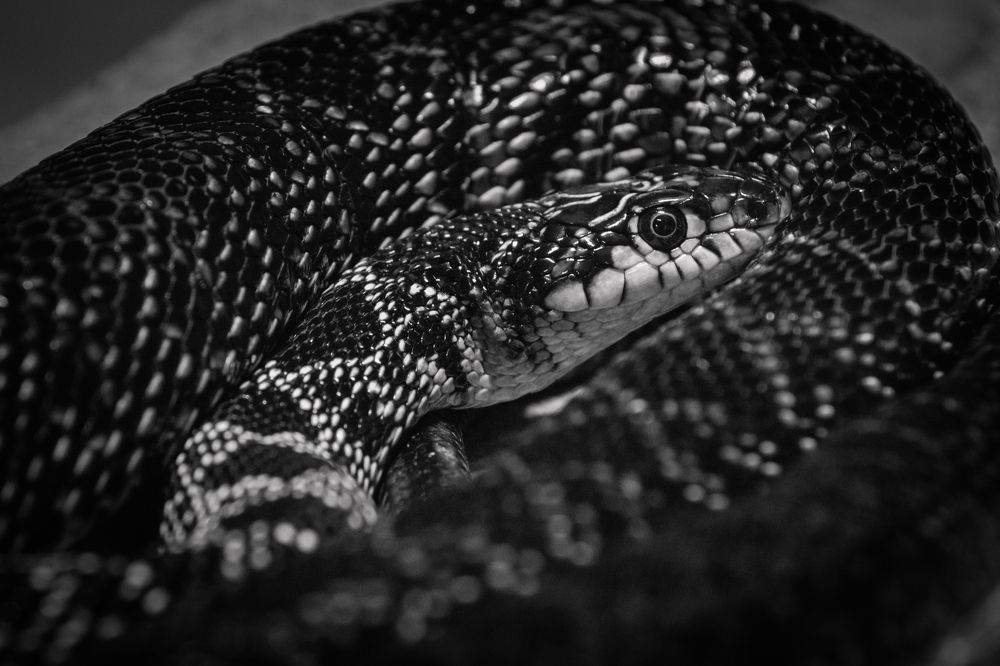 Photograph by SOUFIANE EL KADAOUI