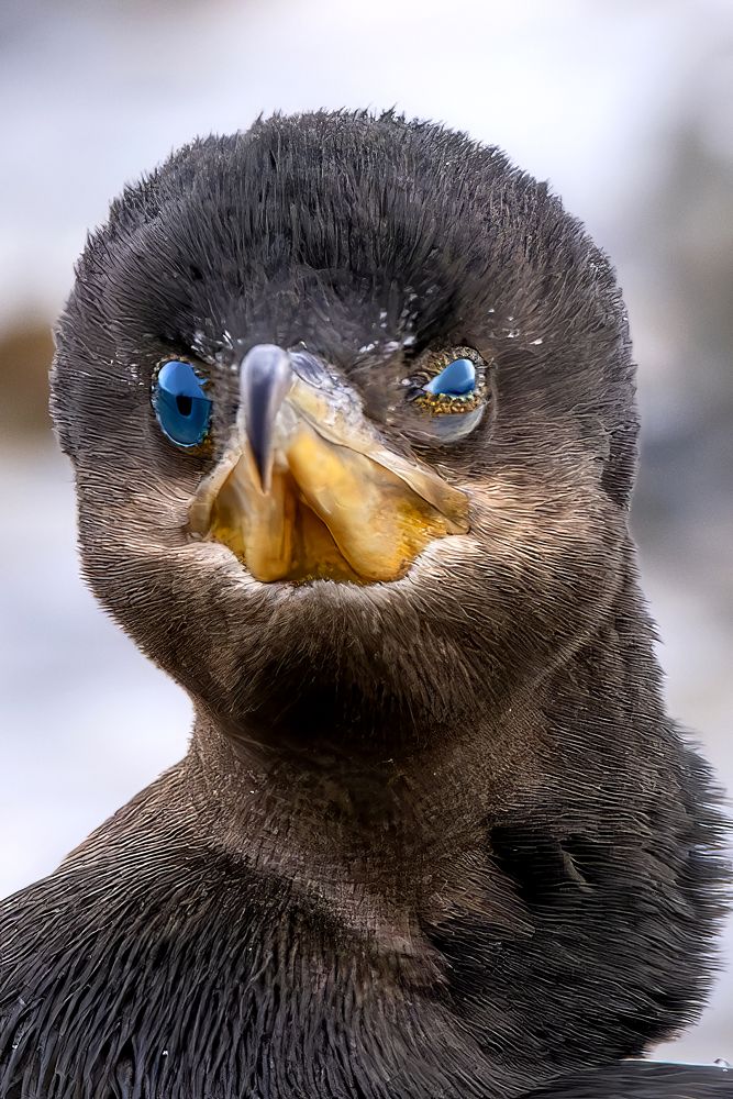 Фотография автора Edgardo Cardenas