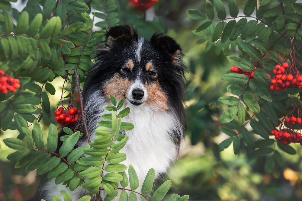 Photograph by СВЕТЛАНА ГРАЧЕВА