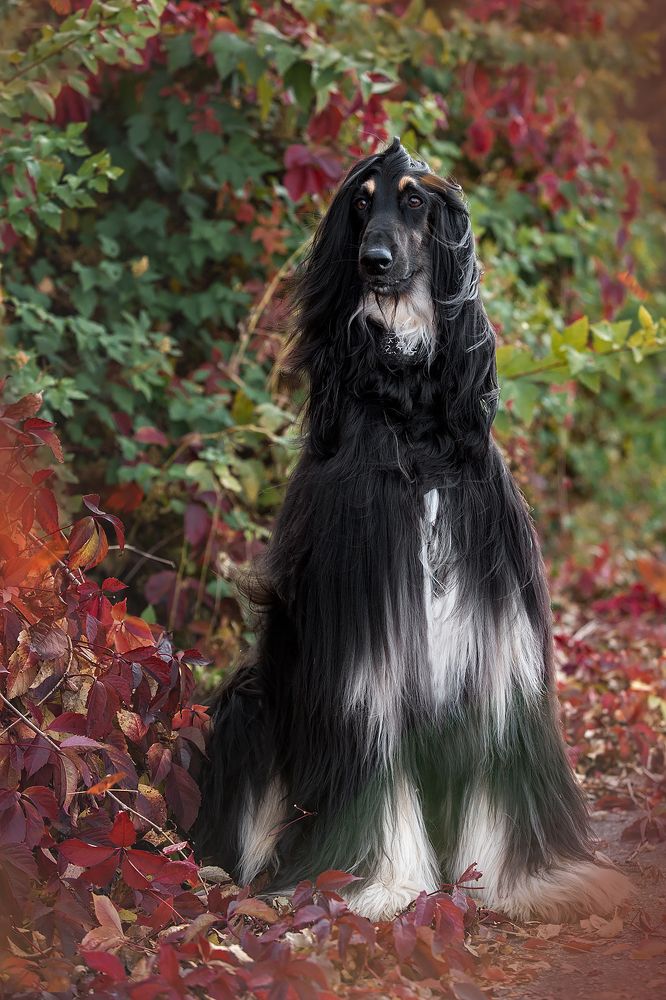 Photograph by СВЕТЛАНА ГРАЧЕВА