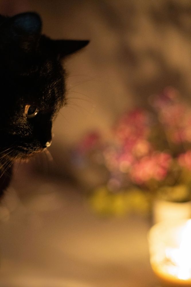 Cat Silhouette in Candle Light