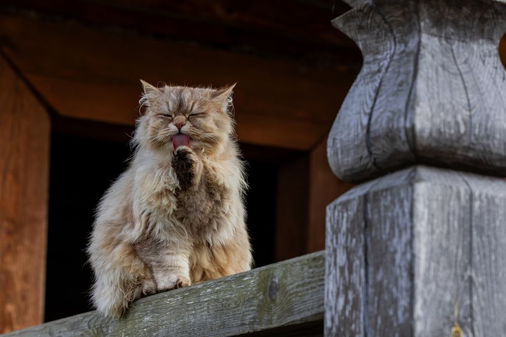 Photograph by Екатерина Якель