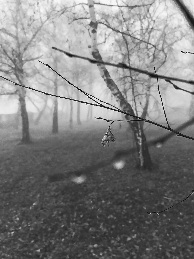 Фотография автора JELENA VASIC