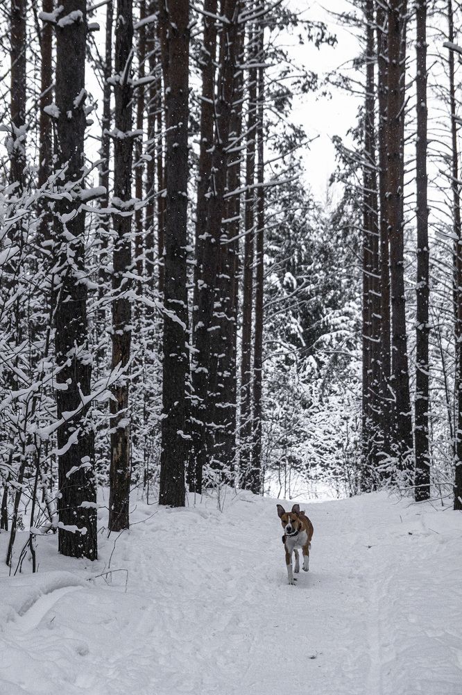 Фотография автора Андрей Рогов