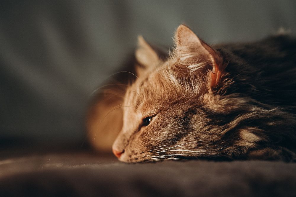 Photograph by Анна Колесниченко