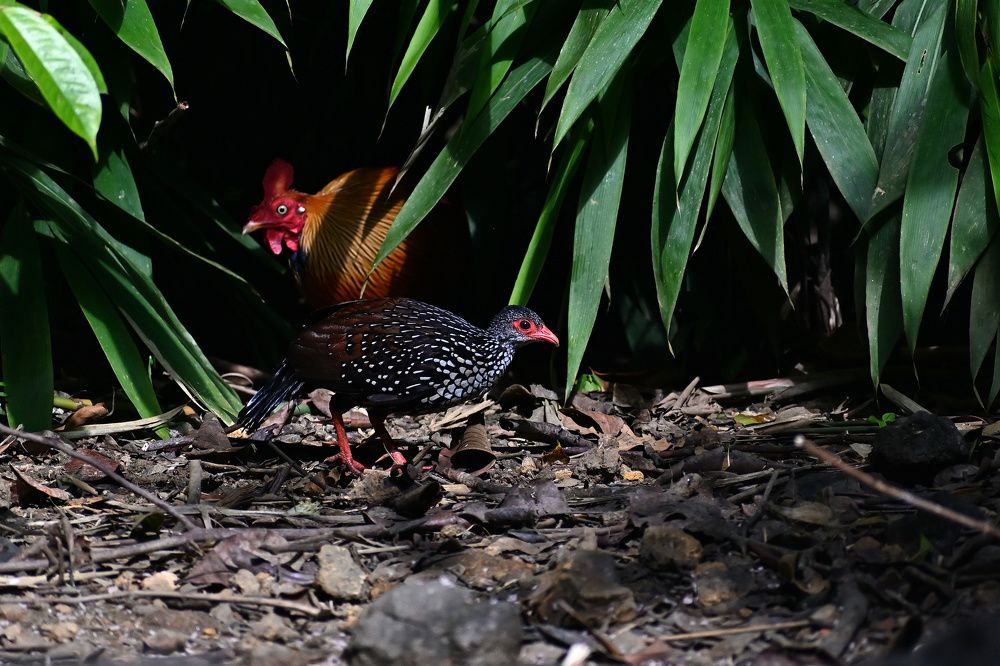 Photograph by Shirley irantha Sooriyaarachchi