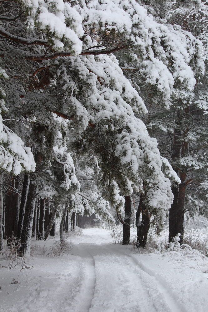 Фотография автора Регина Цыганова