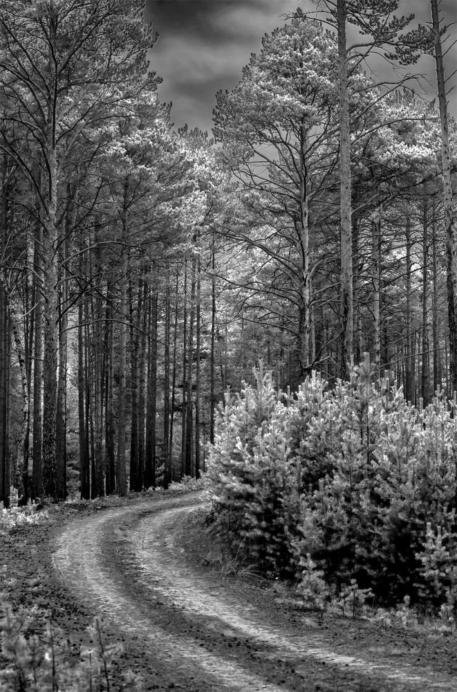 Photograph by Пушкин Сергей