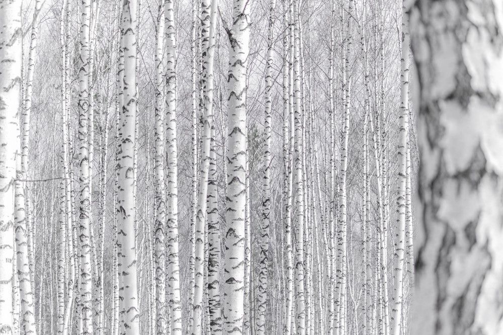 Photograph by Ольга Ильина