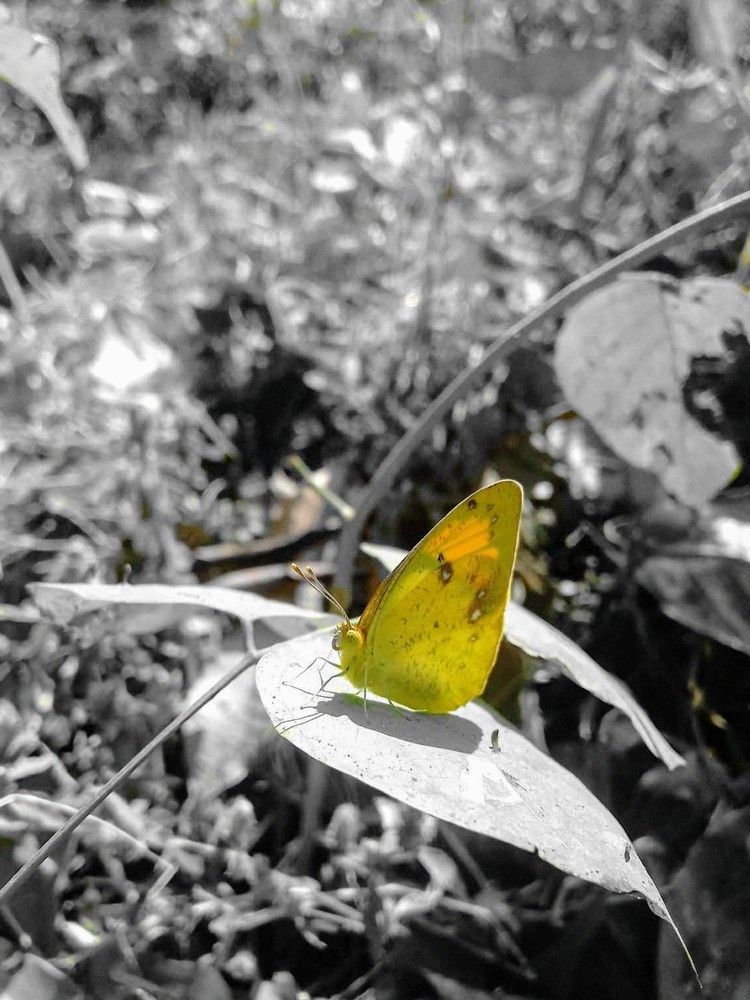 Photograph by Biplob Ghosh
