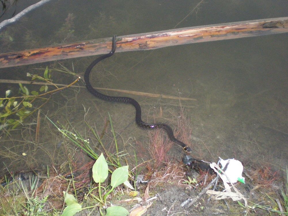 Photograph by Елена Коробченко