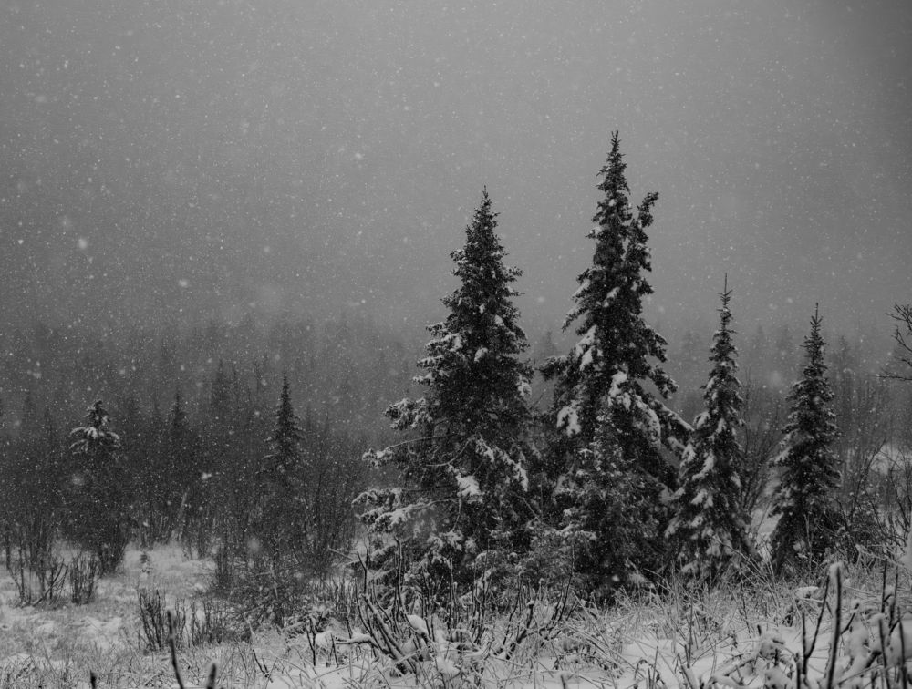 Photograph by Павел Новосёлов