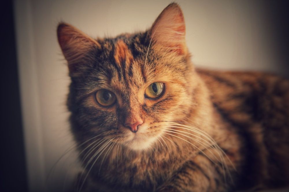 Фотография автора Александр Черепанов