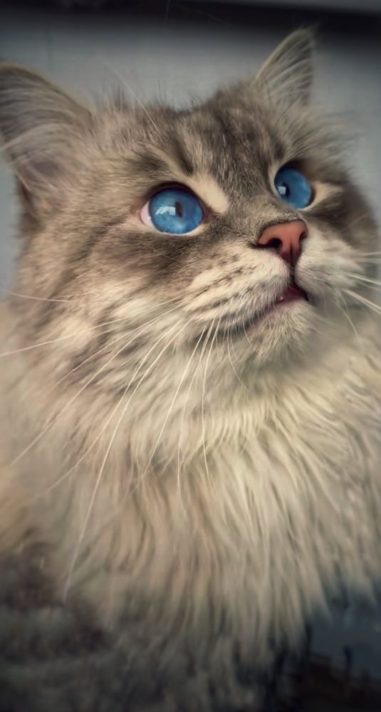 Фотография автора Александр Черепанов