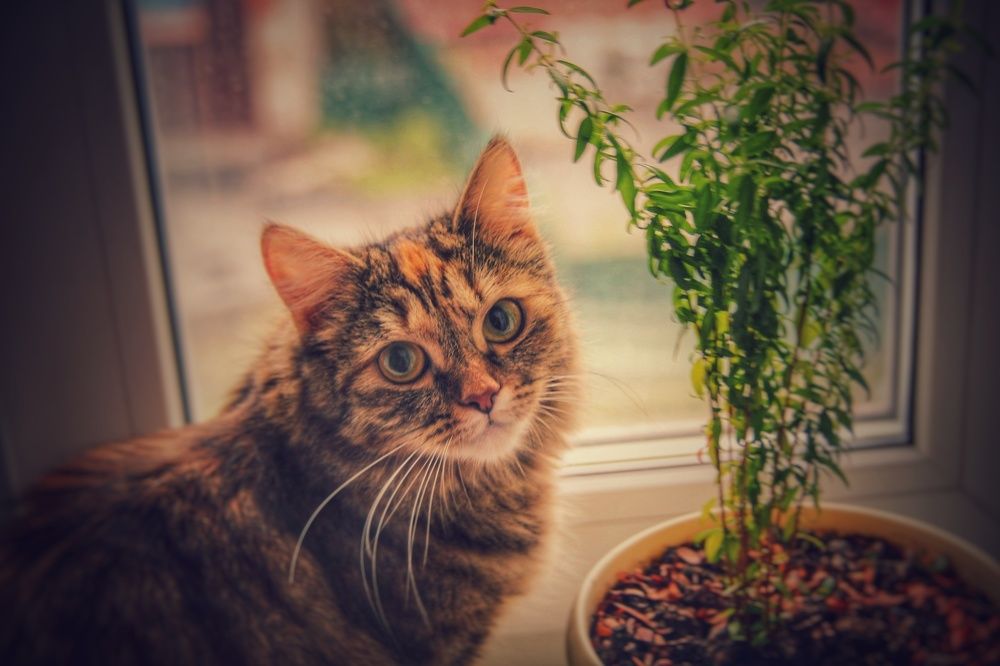 Фотография автора Александр Черепанов