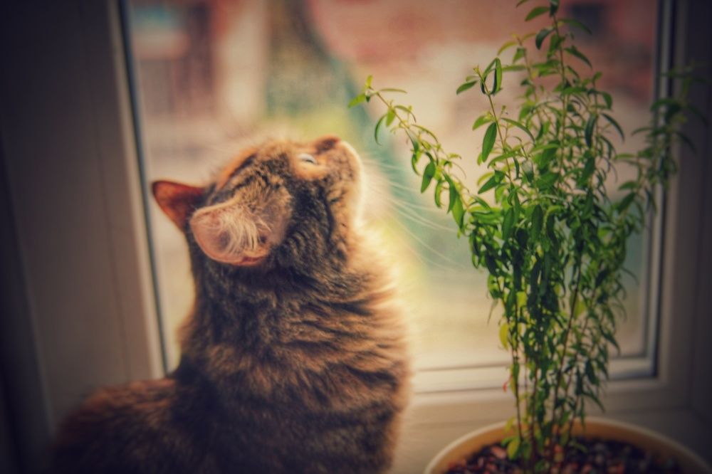 Фотография автора Александр Черепанов