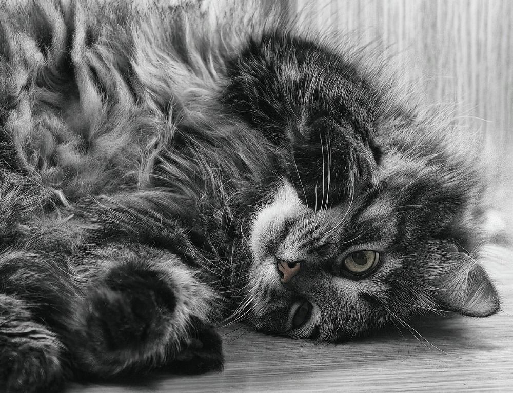 Фотография автора Орлов Олег