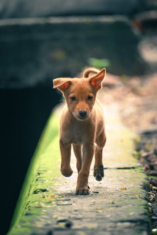 Photograph by ANKIT Sagar