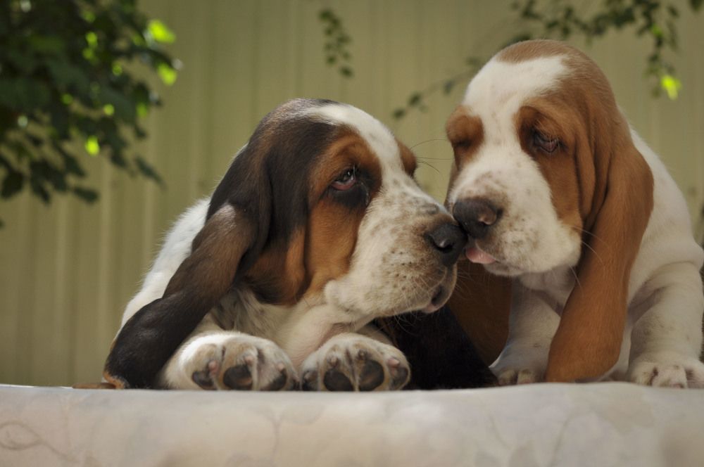 Photograph by Ирина Тертышникова