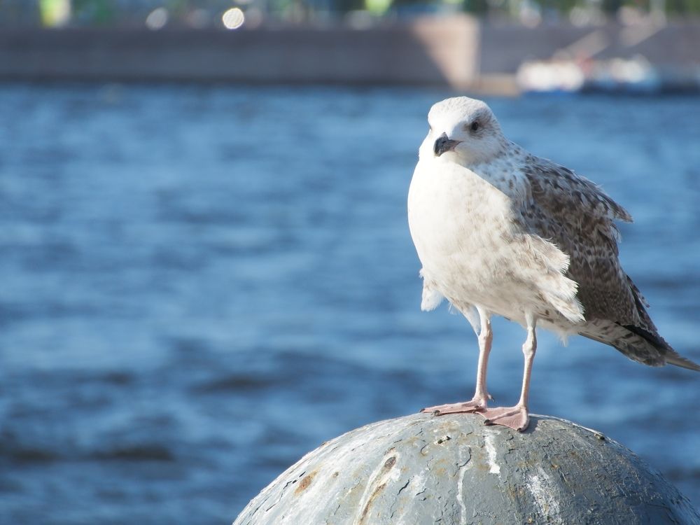 Photograph by Валерий Лунев