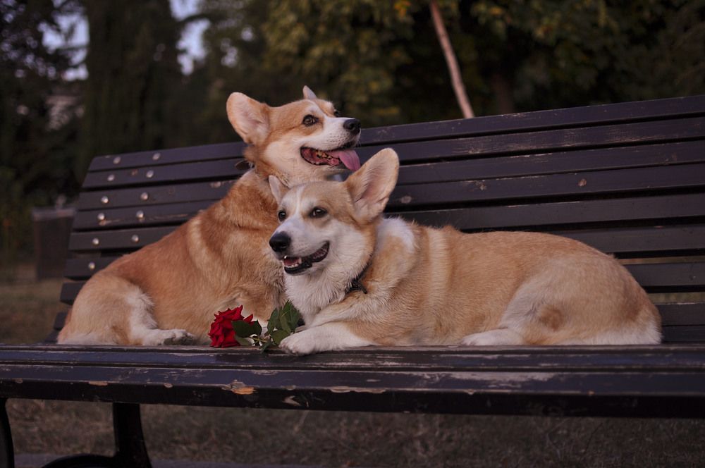 Свидание на рассвете