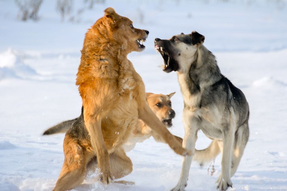 Photograph by Владимир Акиньшин